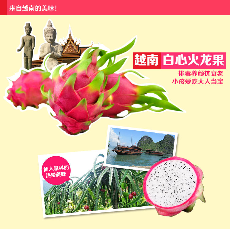 越南白心火龙果5斤装